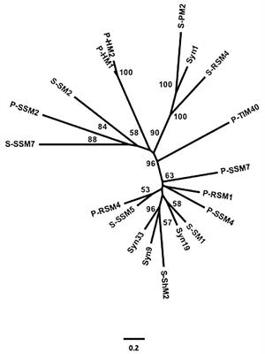 The Environment and Cyanophage Diversity: Insights From Environmental Sequencing of DNA Polymerase